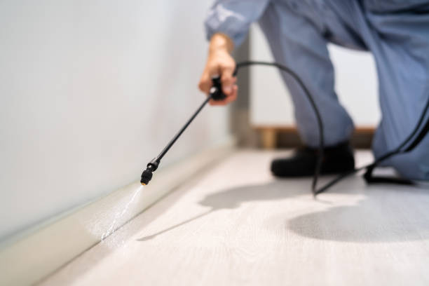 Licensed Ant Control service in El Monte, CA - Nex Pest Control